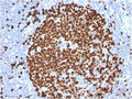 IHC testing of FFPE human tonsil stained with Ki-67 antibody (MKI67/2465). Required HIER: boiling tissue sections in 10mM citrate buffer, pH6, for 10-20 min followed by cooling at RT for 20 min.