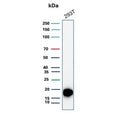 Western blot testing of human 293T cell lysate with recombinant Survivin antibody (clone BIRC5/8936R). Predicted molecular weight ~16 kDa.