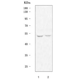 Western blot testing of 1) rat brain and 2) mouse brain tissue lysate with TFDP2 antibody. Predicted molecular weight ~49 kDa.