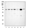 Western blot testing of 1) human HeLa, 2) human A549, 3) human Jurkat, 4) human HepG2, 5) rat testis, 6) mouse testis and 7) mouse NIH 3T3 cell lysate with GRP75 antibody. Expected molecular weight: 70~75 kDa.