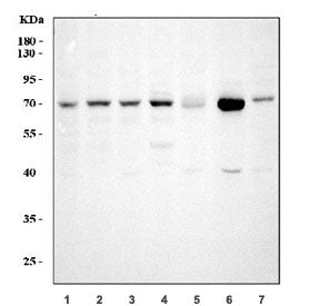 Western blot testing of 1) human HeLa, 2) human A549, 3) human Jurkat, 4) human HepG2, 5) rat testis, 6) mouse testis and 7) mouse NIH 3T3 cell lysate with GRP75 antibody. Expected molecular weight: 70~75 kDa.