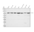 Western blot analysis of SLC15A5 using anti-SLC15A5 antibody. Electrophoresis was performed on a 10% SDS-PAGE gel at 80V (Stacking gel) / 120V (Resolving gel) for 2 hours. Lane 1: human HepG2 whole cell lysates, Lane 2: rat kidney tissue lysates, Lane 3: rat liver tissue lysates, Lane 4: rat RH35 whole cell lysates, Lane 5: rat kidney tissue lysates, Lane 6: mouse liver tissue lysates, Lane 7: mouse HEPA1-6 whole cell lysates.