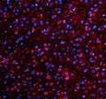 Immunofluorescent staining of NMNAT1 using anti-NMNAT1 antibody (red). NMNAT1 was detected in a paraffin-embedded section of rat brain tissue. Heat mediated antigen retrieval was performed in EDTA buffer (pH 8.0, epitope retrieval solution). The tissue section was blocked with 10% goat serum. The tissue section was then incubated with 5 ug/ml rabbit anti-NMNAT1 antibody overnight at 4oC. Cy3 Conjugated Goat Anti-Rabbit IgG was used as secondary antibody at 1:500 dilution and incubated for 30 min at 37oC.