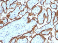 IHC testing of FFPE human placenta with EGFR antibody (clone SPM341). Required HIER: boiling tissue sections in pH 9 10mM Tris with 1mM EDTA for 10-20 min.