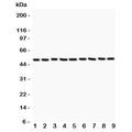 Western blot testing of CSK antibody (0.5ug/ml) and Lane 1: rat testis; 2: (r) thymus; 3: mouse liver; 4: human HeLa; 5: (h) Jurkat; 6: (h) A549; 7: (h) MCF-7; 8: (m) NIH3T3; 9: (m) Neuro-2a lysate. Predicted molecular weight: ~50kDa.