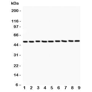 Western blot testing of CSK antibody (0.5ug/ml) and Lane 1: rat testis; 2: (r) thymus; 3: mouse liver; 4: human HeLa; 5: (h) Jurkat; 6: (h) A549; 7: (h) MCF-7; 8: (m) NIH3T3; 9: (m) Neuro-2a lysate. Predicted molecular weight: ~50kDa.