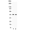 Western blot testing of Cdc37 antibody and 1. Jurkat, 2. 293T cell lysate. Expected/observed molecular weight 44~50kDa.