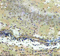 Immunohistochemical staining of CXXC5 using anti-CXXC5 antibody. CXXC5 was detected in a paraffin-embedded section of mouse brain tissue. Heat mediated antigen retrieval was performed in EDTA buffer (pH 8.0, epitope retrieval solution). The tissue section was blocked with 10% goat serum. The tissue section was then incubated with 2 ug/ml rabbit anti-CXXC5 antibody overnight at 4oC. Peroxidase Conjugated Goat Anti-rabbit IgG was used as secondary antibody and incubated for 30 min at 37oC.