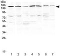 Western blot testing of human 1) HeLa, 2) MCF7, 3) A549, 4) HepG2, 5) COLO320, 6) rat heart and 7) mouse skeletal muscle lysate with PER3 antibody at 0.5ug/ml. Predicted molecular weight ~132 kDa, observed here at ~160 kDa.
