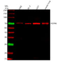 Western blot analysis of HSPA6 using anti-HSPA6 antibody. Lane 1: human K562 whole cell lysates, Lane 2: human PC-3 whole cell lysates, Lane 3: human U251 whole cell lysates, Lane 4: mouse lung tissue lysates. After electrophoresis, proteins were transferred to a nitrocellulose membrane at 150 mA for 50-90 min. Blocked the membrane with 5% non-fat milk/TBS for 1.5 hour at RT.