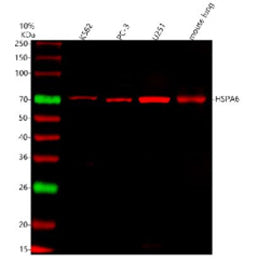 Western blot analysis of HSPA6 using anti-HSPA6 antibody. Lane 1: human K562 whole cell lysates, Lane 2: human PC-3 whole cell lysates, Lane 3: human U251 whole cell lysates, Lane 4: mouse lung tissue lysates. After electrophoresis, proteins were transferred to a nitrocellulose membrane at 150 mA for 50-90 min. Blocked the membrane with 5% non-fat milk/TBS for 1.5 hour at RT.