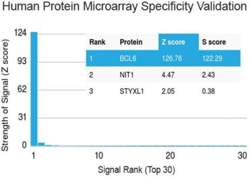 Protein array validation of the Bcl6 antibody: Analysis of HuProt(TM) microarray containing more than 19,000 full-length human proteins using Bcl6 antibody (clone BCL6/1527). These results demonstrate the foremost specificity of the BCL6/1527 mAb. Z- and S- score: The Z-score represents the strength of a signal that an antibody (in combination with a fluorescently-tagged anti-IgG secondary Ab) produces when binding to a particular protein on the HuProt(TM) array.