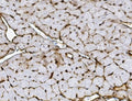 IHC staining of FFPE mouse heart with Xrcc4 antibody. HIER: boil tissue sections in pH8 EDTA for 20 min and allow to cool before testing.