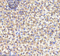 IHC staining of FFPE zebrafish liver tissue with Myd88 antibody, HRP-labeled secondary and DAB substrate. HIER: boil tissue sections in pH8 EDTA for 20 min and allow to cool before testing.
