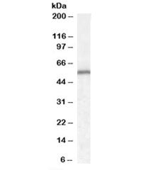 Western blot testing of human cerebellum lysate with Neurotrophin 4 antibody at 0.1ug/ml. Expected molecular weight: 22-45 depending on level of glycosylation.