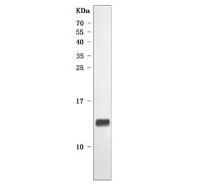 Western blot testing of mouse heart tissue lysate with NDUFA2 antibody. Predicted molecular weight ~11 kDa.