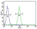 Fascin-3 antibody flow cytometric analysis of MDA-MB231 cells (green) compared to a negative control (blue). FITC-conjugated goat-anti-rabbit secondary Ab was used for the analysis.
