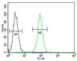 Fascin-3 antibody flow cytometric analysis of MDA-MB231 cells (green) compared to a negative control (blue). FITC-conjugated goat-anti-rabbit secondary Ab was used for the analysis.