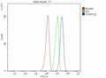 Flow Cytometry analysis of SH-SY5Y cells using anti-SYNPO2L antibody. Overlay histogram showing SH-SY5Y cells stained with (Blue line). To facilitate intracellular staining, cells were fixed with 4% paraformaldehyde and permeabilized with permeabilization buffer. The cells were blocked with 10% normal goat serum. And then incubated with rabbit anti-SYNPO2L antibody (1 ug/million cells) for 30 min at 20oC.