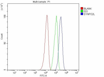 Flow Cytometry analysis of SH-SY5Y cells using anti-SYNPO2L antibody. Overlay histogram showing SH-SY5Y cells stained with (Blue line). To facilitate intracellular staining, cells were fixed with 4% paraformaldehyde and permeabilized with permeabilization buffer. The cells were blocked with 10% normal goat serum. And then incubated with rabbit anti-SYNPO2L antibody (1 ug/million cells) for 30 min at 20oC.