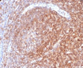 IHC staining of FFPE human lymph node tissue with CD48 antibody (clone CD48/4787). HIER: boil tissue sections in pH 9 10mM Tris with 1mM EDTA for 20 min and allow to cool before testing.