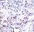 NONO antibody immunohistochemistry analysis in formalin fixed and paraffin embedded human kidney tissue
