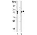 Western blot testing of human 1) HeLa and 2) MCF7 cell lysate with PINK1 antibody. Predicted molecular weight: 60-70 kDa.
