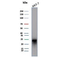 Western blot testing of human MCF-7 cell lysate with CD99 antibody (clone MIC2/7864). Predicted molecular weight: 16-32 kDa depending on the level of glycosylation.