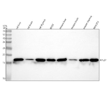 Western blot analysis of RPL27 using anti-RPL27 antibody. Lane 1: human THP-1 whole cell lysates, Lane 2: human 293T whole cell lysates, Lane 3: human HepG2 whole cell lysates, Lane 4: human Caco-2 whole cell lysates, Lane 5: human RT4 whole cell lysates, Lane 6: human Hela whole cell lysates, Lane 8: human K562 whole cell lysates. After electrophoresis, proteins were transferred to a nitrocellulose membrane at 150 mA for 50-90 min. Blocked the membrane with 5% non-fat milk/TBS for 1.5 hour at RT.
