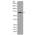 Western blot testing of human HeLa cell lysate with CDC7 antibody. Predicted molecular weight ~64 kDa.