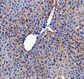 IHC staining of FFPE mouse liver tissue with APOC3 antibody. HIER: boil tissue sections in pH8 EDTA for 20 min and allow to cool before testing.