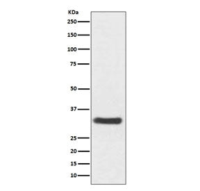 Western blot testing of human SH-SY5Y cell lysate with NQO1 antibody. Predicted molecular weight ~30 kDa.