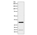 Western blot testing of human HeLa cell lysate with Geminin antibody. Predicted molecular weight: 25-35 kDa.
