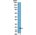 Western blot testing of acid extracts of HeLa cells with or without sodium crotonate treatment using recombinant H3K27cr at 0.5 ug/ml.