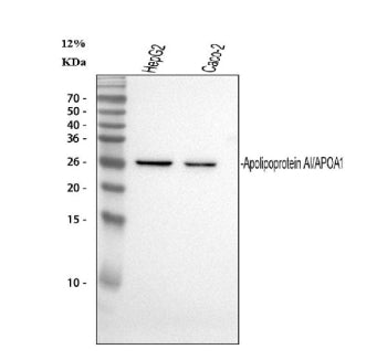 Western blot analysis of APOA1 using anti-APOA1 antibody. Electrophoresis was performed on a 12% SDS-PAGE gel at 80V (Stacking gel) / 120V (Resolving gel) for 2 hours. Lane 1: human HepG2 whole cell lysates, Lane 2: human CACO-2 whole cell lysates. After electrophoresis, proteins were transferred to a nitrocellulose membrane at 150 mA for 50-90 min. Blocked the membrane with 5% non-fat milk/TBS for 1.5 hour at RT.