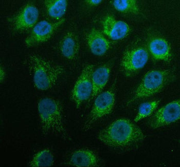 Immunofluorescent staining of GK2 using anti-GK2 antibody (green). GK2 was detected in an immunocytochemical section of cells. Enzyme antigen retrieval was performed using IHC enzyme antigen retrieval reagent for 15 mins. The cells were blocked with 10% goat serum. And then incubated with 5 ug/ml rabbit anti-GK2 antibody overnight at 4oC. DyLight 488 Conjugated Goat Anti-Rabbit IgG was used as secondary antibody at 1:500 dilution and incubated for 30 min at 37oC.