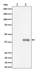 Western blot analysis of Phospho-PBK/TOPK (Thr9) expression in (1) HeLa cell lysate; (2) HeLa cell treated with Nocodazole lysate using Phospho-PBK (Thr9) Antibody. Predicted molecular weight of the PBK protein is ~36 kDa