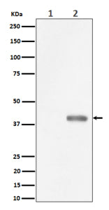 Western blot analysis of Phospho-PBK/TOPK (Thr9) expression in (1) HeLa cell lysate; (2) HeLa cell treated with Nocodazole lysate using Phospho-PBK (Thr9) Antibody. Predicted molecular weight of the PBK protein is ~36 kDa
