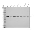 Western blot analysis of TMEFF1 using anti-TMEFF1 antibody. Electrophoresis was performed on a 10% SDS-PAGE gel at 80V (Stacking gel) / 120V (Resolving gel) for 2 hours. Lane 1: human REH whole cell lysates, Lane 2: human Jurkat whole cell lysates, Lane 3: human 293T whole cell lysates, Lane 4: rat brain tissue lysates, Lane 5: rat C6 whole cell lysates, Lane 6: mouse brain tissue lysates, Lane 7: mouse Neuro-2a whole cell lysates.