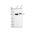 Western blot analysis of ESPN using anti-ESPN antibody. Electrophoresis was performed on a 8% SDS-PAGE gel at 80V (Stacking gel) / 120V (Resolving gel) for 2 hours. Lane 1: rat testis tissue lysates, Lane 2: mouse testis tissue lysates. After electrophoresis, proteins were transferred to a nitrocellulose membrane at 150 mA for 50-90 min. Blocked the membrane with 5% non-fat milk/TBS for 1.5 hour at RT.