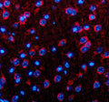 Immunofluorescent staining of Neuronatin using anti-Neuronatin antibody. Neuronatin was detected in a paraffin-embedded section of mouse brain tissue. Heat mediated antigen retrieval was performed in EDTA buffer (pH 8.0, epitope retrieval solution). The tissue section was blocked with 10% goat serum. The tissue section was then incubated with 5 ug/ml rabbit anti-Neuronatin antibody overnight at 4oC.