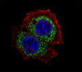 Fluorescent confocal image of MCF-7 cell stained with Estrogen Receptor antibody at 1:25. ER (isoform 4) immunoreactivity is localized to the cytoplasm.