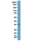 Western blot of acid extracts from K562 cells, using recombinant MacroH2A.1 antibody at 1 ug/ml. Predicted molecular weight ~40 kDa.