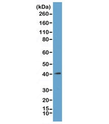 Western blot of acid extracts from K562 cells, using recombinant MacroH2A.1 antibody at 1 ug/ml. Predicted molecular weight ~40 kDa.