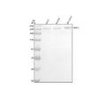 Western blot analysis of NAV3 using anti-NAV3 antibody. Lane 1: human U251 whole cell lysates, Lane 2: human HUVEC whole cell lysates, Lane 3: human SH-SY5Y whole cell lysates. After electrophoresis, proteins were transferred to a nitrocellulose membrane at 150 mA for 50-90 min. Blocked the membrane with 5% non-fat milk/TBS for 1.5 hour at RT.