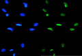 Immunofluorescent staining of FFPE human HeLa cells with GATA3 antibody (green) and DAPI nuclear stain (blue). HIER: steam section in pH6 citrate buffer for 20 min.