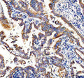Western blot testing of human 1) A549 and 2) HeLa cell lysate with STING antibody. Predicted molecular weight ~42/35 kDa.