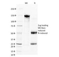 SDS-PAGE Analysis of Purified, BSA-Free CD38 Antibody (clone FS02). Confirmation of Integrity and Purity of the Antibody.