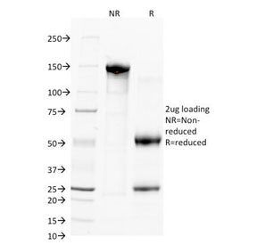 SDS-PAGE Analysis of Purified, BSA-Free CD38 Antibody (clone FS02). Confirmation of Integrity and Purity of the Antibody.
