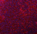 Immunofluorescent staining of FFPE mouse liver tissue with Timd2 antibody (red) and DAPI nuclear stain (blue). HIER: steam section in pH8 EDTA buffer for 20 min.